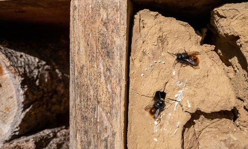 Gehörnte Mauerbienen an Insektennisthilfe.