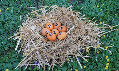 Trotz ihres Aussehens könnten die Eier nach dem Finden bedenkenlos verzehrt werden. 