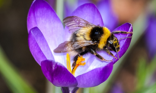 Eine Erdhummel bei der Arbeit.