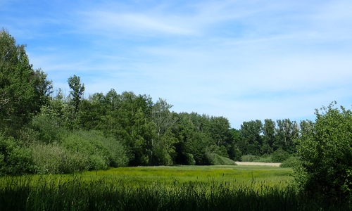 Das FFH-Gebiet Lutterlandbruch. 