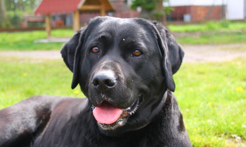 Wer möchte Marla kennenlernen? 