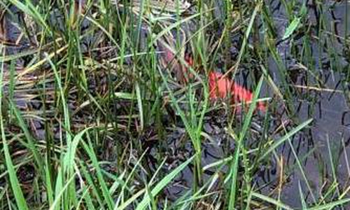 Die Goldfische waren gar nicht so einfach zu finden.