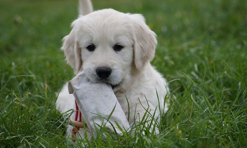 Wer einen Hund kaufen will, sollte sich nicht nur von der Niedlichkeit der Vierbeiner blenden lassen. Ein Hund heißt Verantwortung für mehr als ein Jahrzehnt.