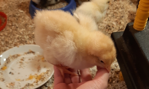 Die Küken sind geschlüpft.