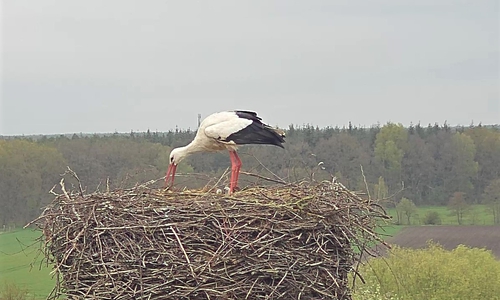 Mai und Fridolin haben Nachwuchs.