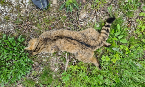 Die Wildkatze wurde auf der Straße getötet.
