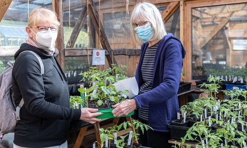 Rosemarie Hinrichs übergibt Sabine Spruth die Tomatenpflanzen. 