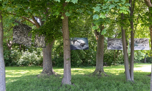 Die Bilder wurden nun an einer Baumgruppe am Café del Largo aufgehängt.
