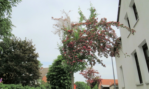 Die Rotdornbäume an der Berliner Straße in Lehre sind von Gespinstmotten befallen. 