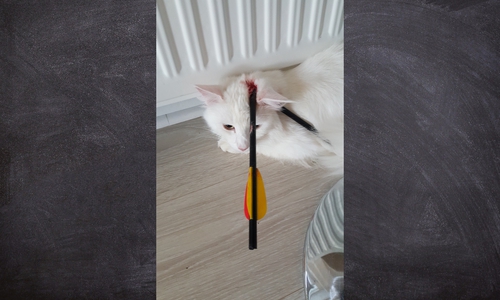 Katze Nuri wurde mit einem Pfeil in den Kopf geschossen.
