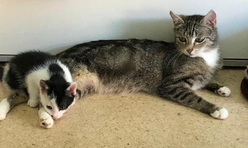 Zwei Katzenfamilien suchen vorübergehend eine Pflegestelle. 