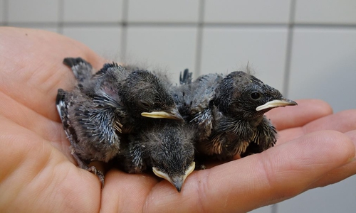 Junge Rauschschwalben.