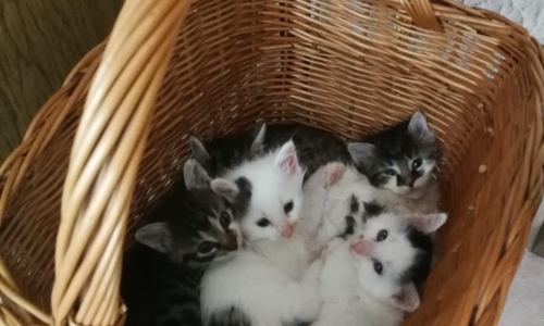Die Kitten sind erst wenige Wochen alt und zuckersüß.