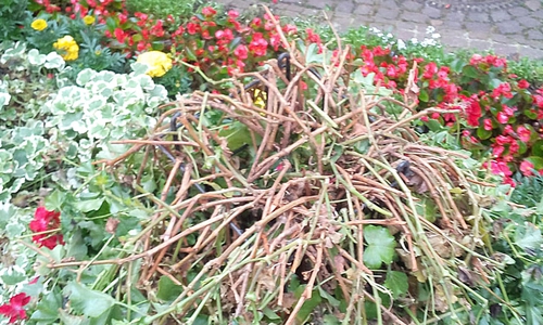 Das Blumenbeet „Am Alten Tore" wurde mehrmals zerstört.