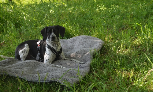 Ein schönes Plätzchen im Schatten wird auch von Hunden geschätzt.
