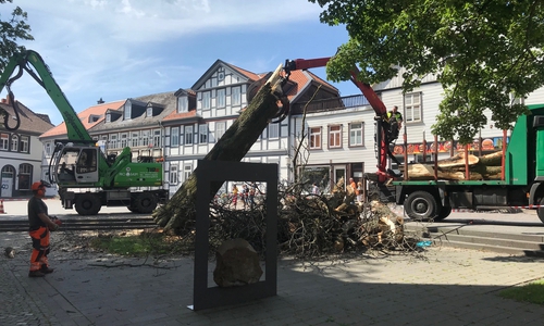 Eine Fachfirma transportiert die gefällte Kastanie ab.