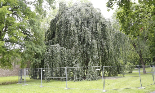 Der Bereich um den Baum ist bereits abgesperrt.