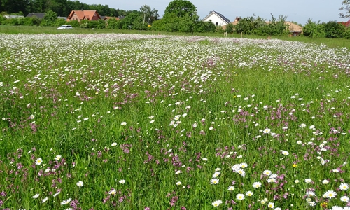 Die Mähwiese am Ortsausgang Barnstorf.