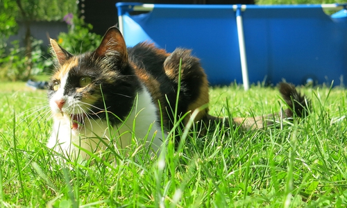 Katzen sind zwar selbstständiger, aber auch für sie lauern im Sommer Gefahren.