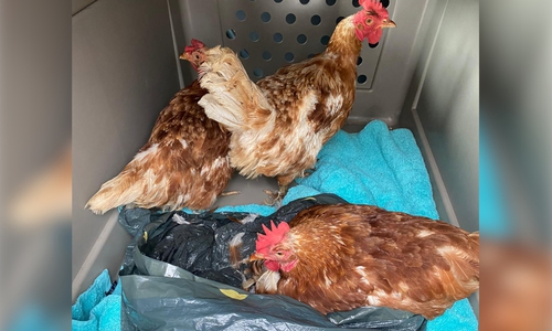 Die Hühner wurden in letzter Sekunde gerettet. 