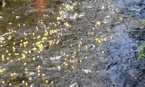 Das Entenrennen in Langelsheim 2021.