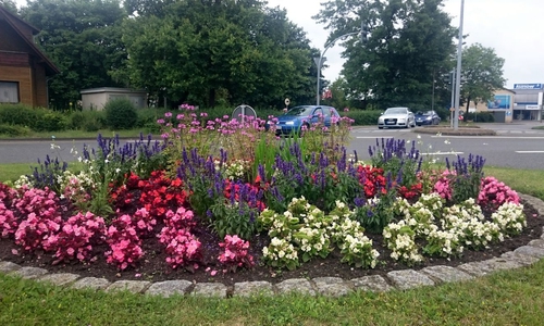 Blühende Verkehrsinsel