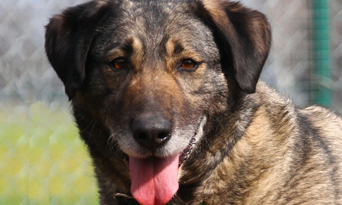 Jeska, ein Hund, den man einfach gerne haben muss...