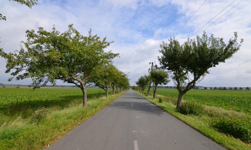 Die Apfel-Allee zwischen Klein Mahner und der L510 hat den Heimatbund beeindruckt. 