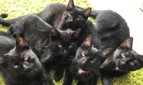 Wir suchen Ihre schönsten Katzenbilder.