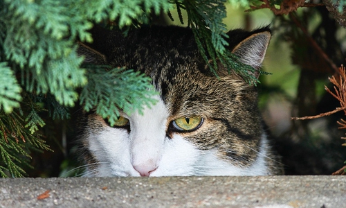 Katzen leben mitunter gefährlich. Symbolbild