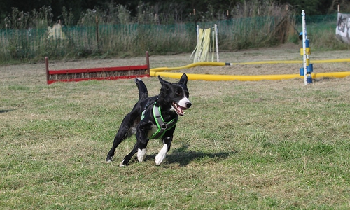 Die Vierbeiner werden beim Hunderennen gefordert sein.