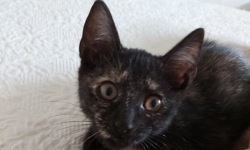 Sucht ein neues Zuhause: Tiny.