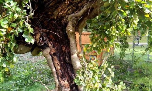 Der Baum war schon stark geschädigt.