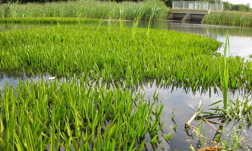 Ziel ist es, ein Gesamtbild über die Wasserqualität (Messstellen in drei Teichen) und den Wasserstand (zehn Grundwassermessstellen) in Wolfsburg zu erhalten und bei Veränderungen frühzeitig entsprechende Gegenmaßnahmen einzuleiten und diese zu bewerten.