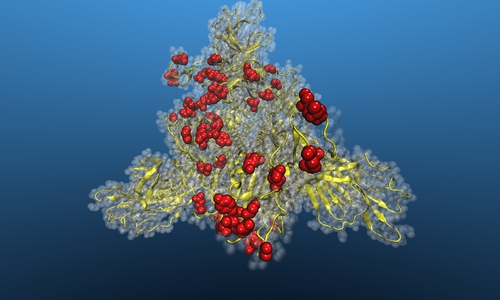 Strukturmodel des Spike-Proteins von SARS-CoV-2. Die Stellen, an denen die Struktur von Omikron Veränderungen zeigt, sind rot markiert. Das Strukturmodell basiert auf der PDB Datei 6LZG. 