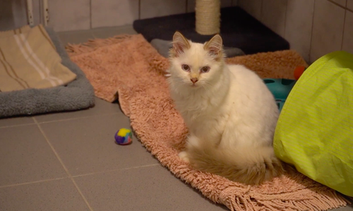 Im Peiner Tierheim wurden über die Tierklappe 19 Rassekatzen abgegeben.