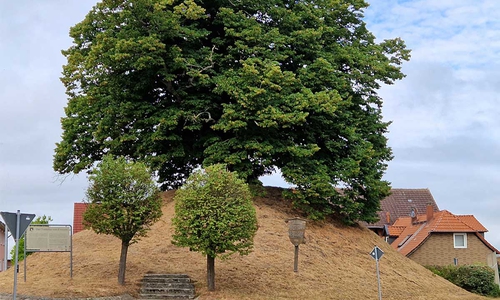 Tumuluslinde in Evessen.