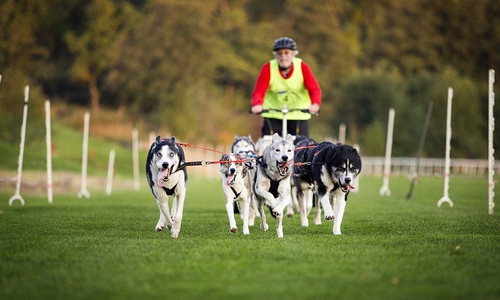 Der Niedersächsische Schlittenhundesportverband e.V. in Aktion.