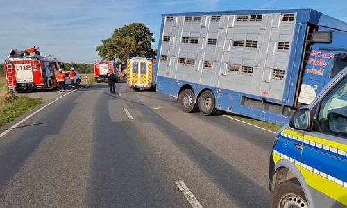 Der Viehtransporter hatte 100 Ferkel an Bord.