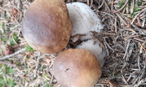 Pilze