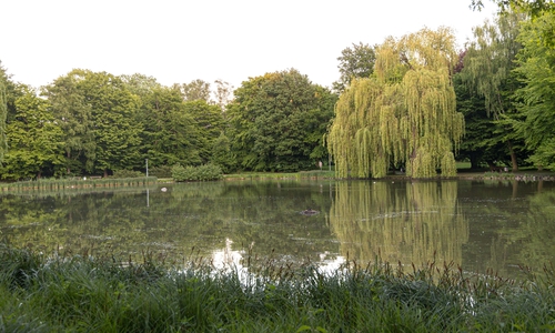 Der Stadtparkteich wird abgepumpt.