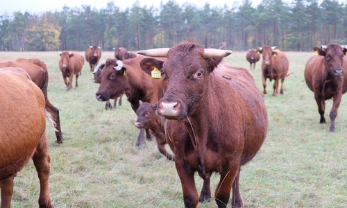 Rinder der Rasse Harzer Rotes Höhenvieh sind auch vor Ort.