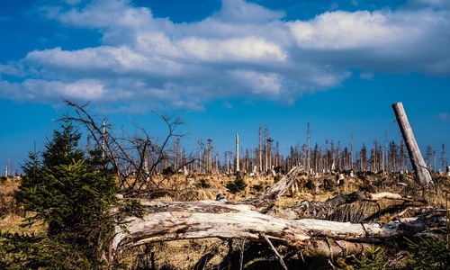 Auch in unserer Region sterben die Wälder.
