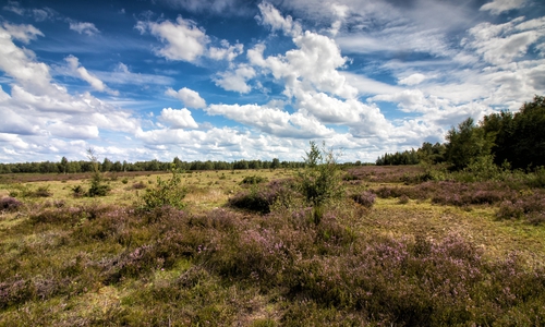 In der Gifhorner Heide gibt es wieder viel zu entkusseln. (Symbolfoto)
