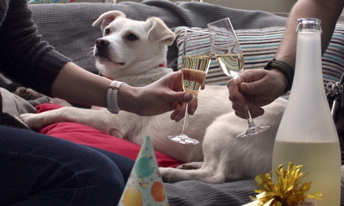 An Silvester suchen verängstigte Tiere die Nähe zu ihren Herrchen.