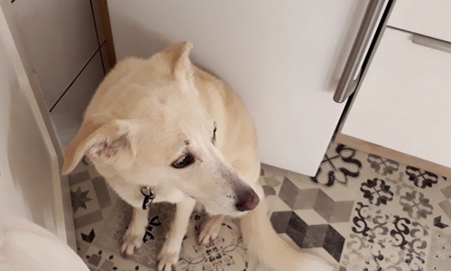 Manche Tiere reagieren verängstigt auf lautes Feuerwerk.