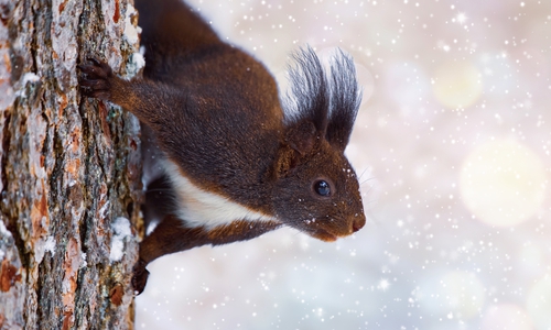 Im Winter begeben sich die flinken Eichhörnchen auf die Suche nach ihren Vorräten.