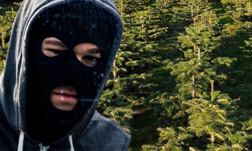 Wird der Weihnachtsbaum vermehrt geklaut?
