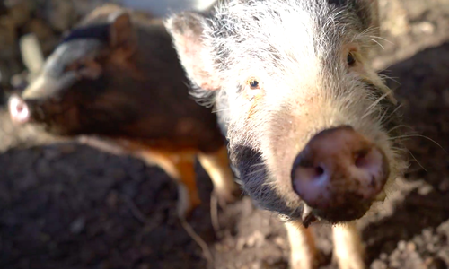 In dieser Woche haben wir das Tierheim in Wolfsburg besucht.