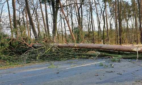 Auf der B244 ist ein Baum umgestürzt.